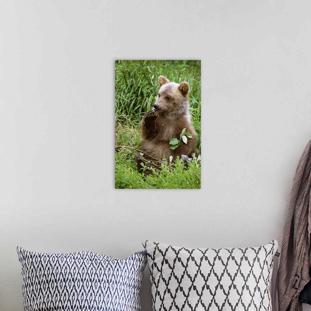 A bohemian room featuring Young Brown Bear Cub Sitting In Grassy Meadow, Alaska