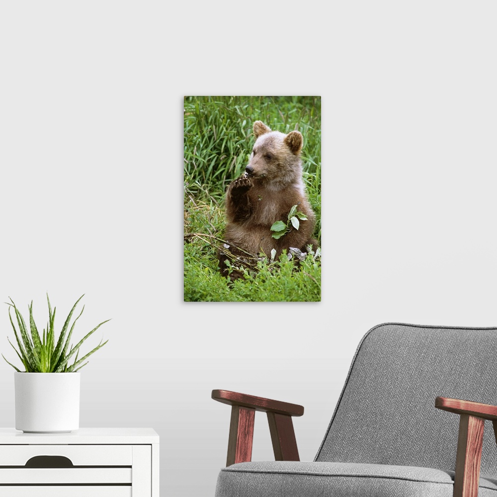 A modern room featuring Young Brown Bear Cub Sitting In Grassy Meadow, Alaska
