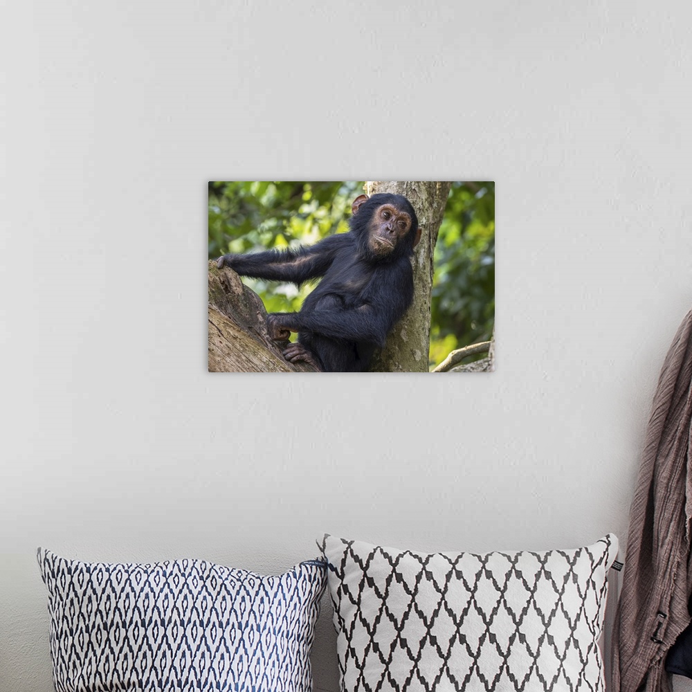 A bohemian room featuring Young chimpanzee (pan troglodytes) resting in a tree in Mahale mountains national park on the sho...