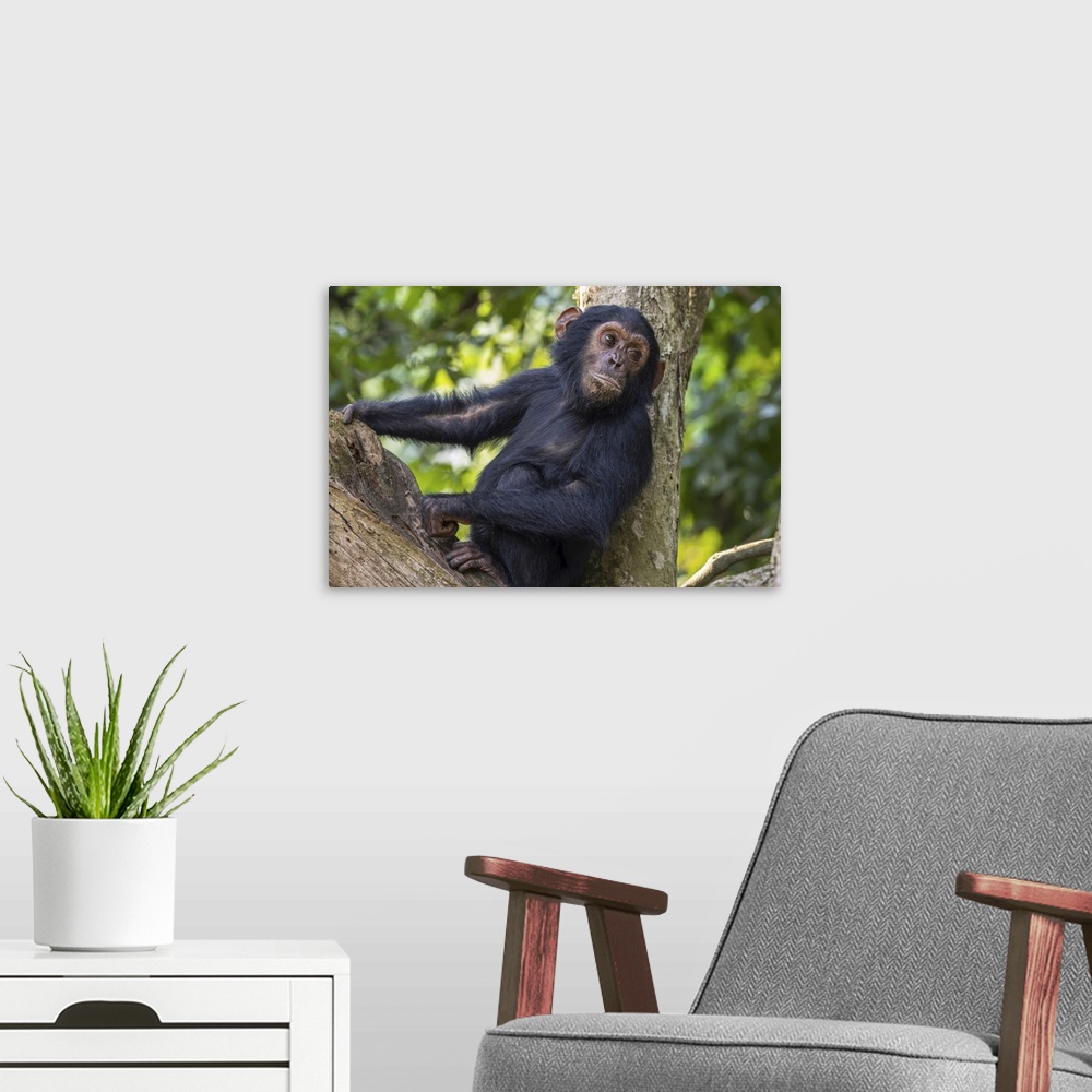 A modern room featuring Young chimpanzee (pan troglodytes) resting in a tree in Mahale mountains national park on the sho...