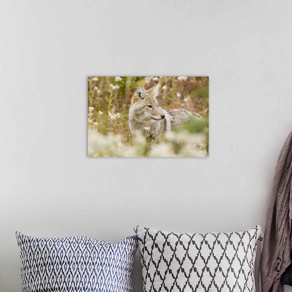 A bohemian room featuring Young Coyote In A Forest; Alberta, Canada
