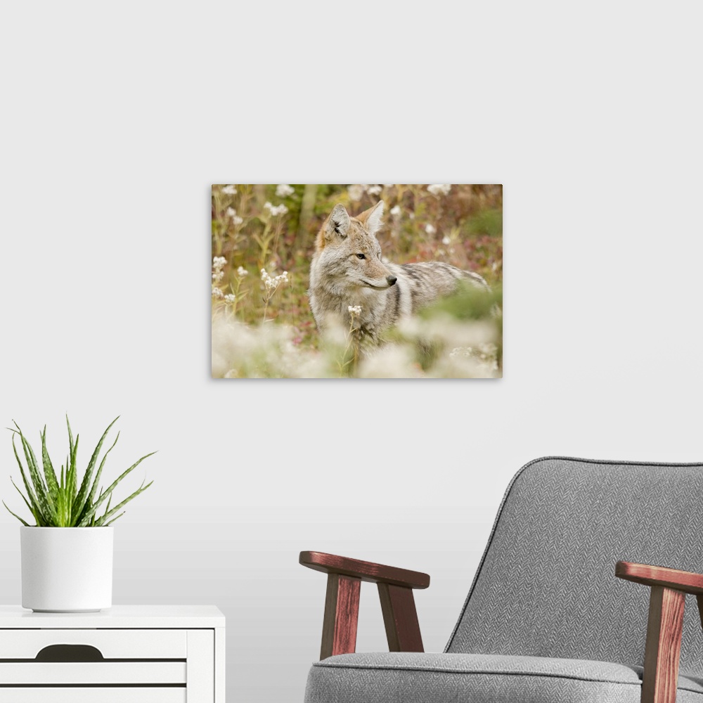 A modern room featuring Young Coyote In A Forest; Alberta, Canada