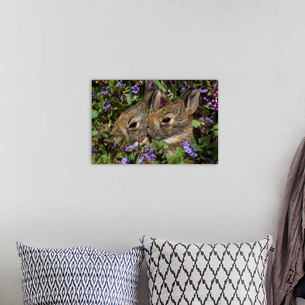 A bohemian room featuring Young Eastern Cottontail Rabbits, Niagara Falls, Ontario, Canada