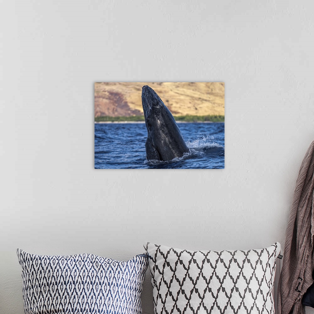 A bohemian room featuring Young Humpback whale (Megaptera novaeangliae) head lunge; Lahaina, Maui, Hawaii, United States of...