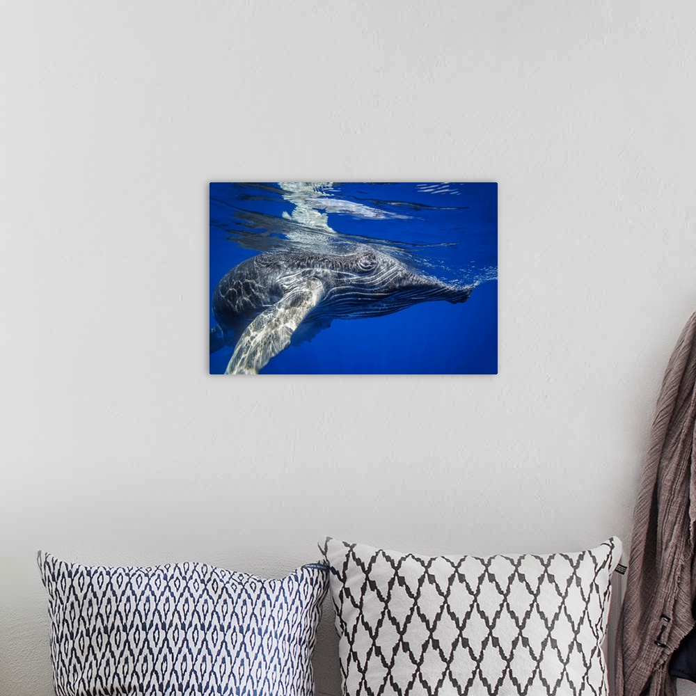 A bohemian room featuring Young humpback whale (megaptera novaeangliae) underwater. Hawaii, united states of America.