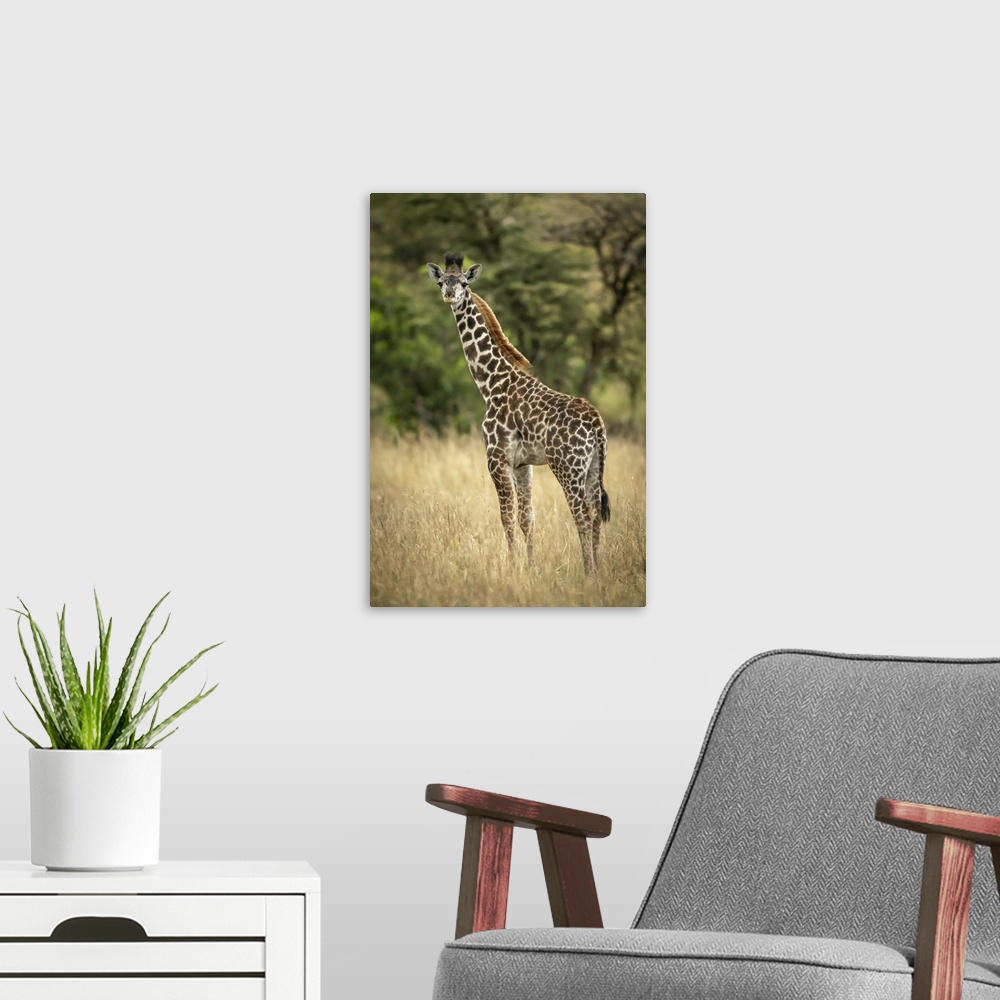 A modern room featuring Young Masai giraffe (giraffa camelopardalis tippelskirchii) stands in long grass by trees, Sereng...