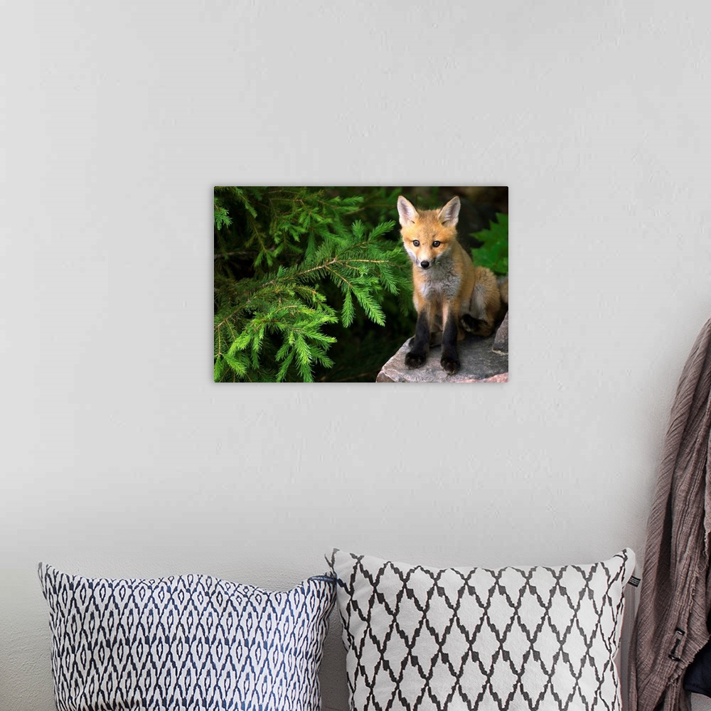 A bohemian room featuring Young Red Fox On A Rock With Evergreen In Background, Ontario, Canada