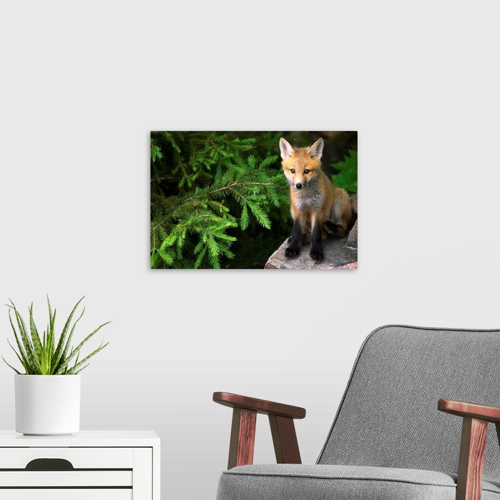 A modern room featuring Young Red Fox On A Rock With Evergreen In Background, Ontario, Canada