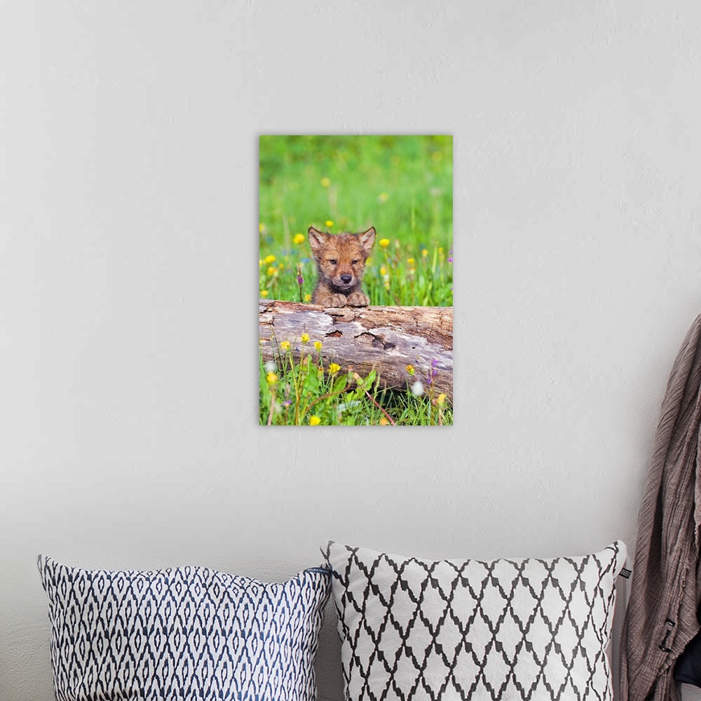 A bohemian room featuring Young Wolf Cub Peering Over Log
