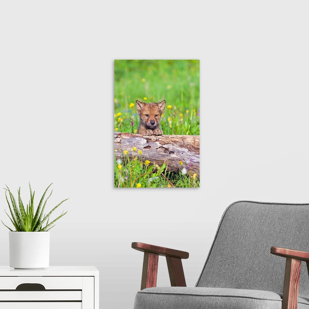 A modern room featuring Young Wolf Cub Peering Over Log