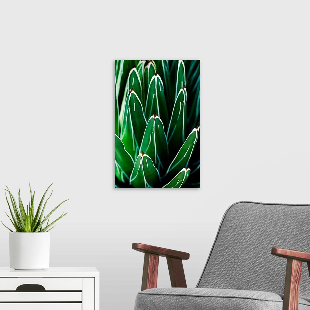 A modern room featuring Yucca Plant (Yucca Filamentosa), Close-Up Of Patterns In Leaves