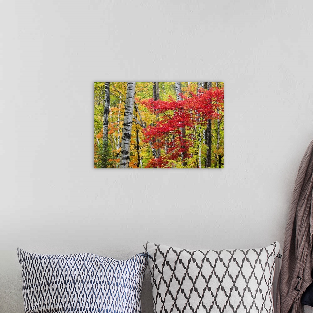 A bohemian room featuring Colorful fall photo of birch trees and other small trees in the forest.
