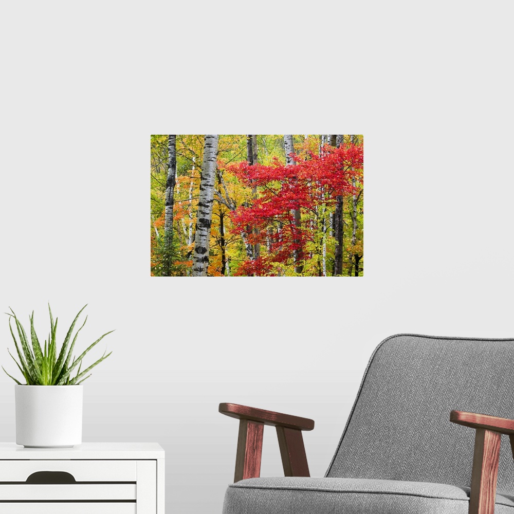 A modern room featuring Colorful fall photo of birch trees and other small trees in the forest.