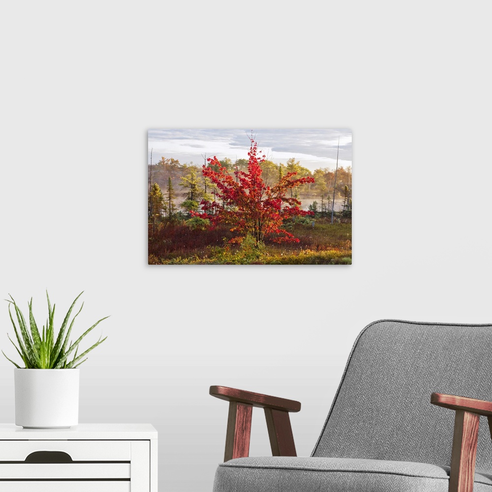 A modern room featuring Decorative wall art is a short tree covered in brilliant autumn foliage with other trees in and m...