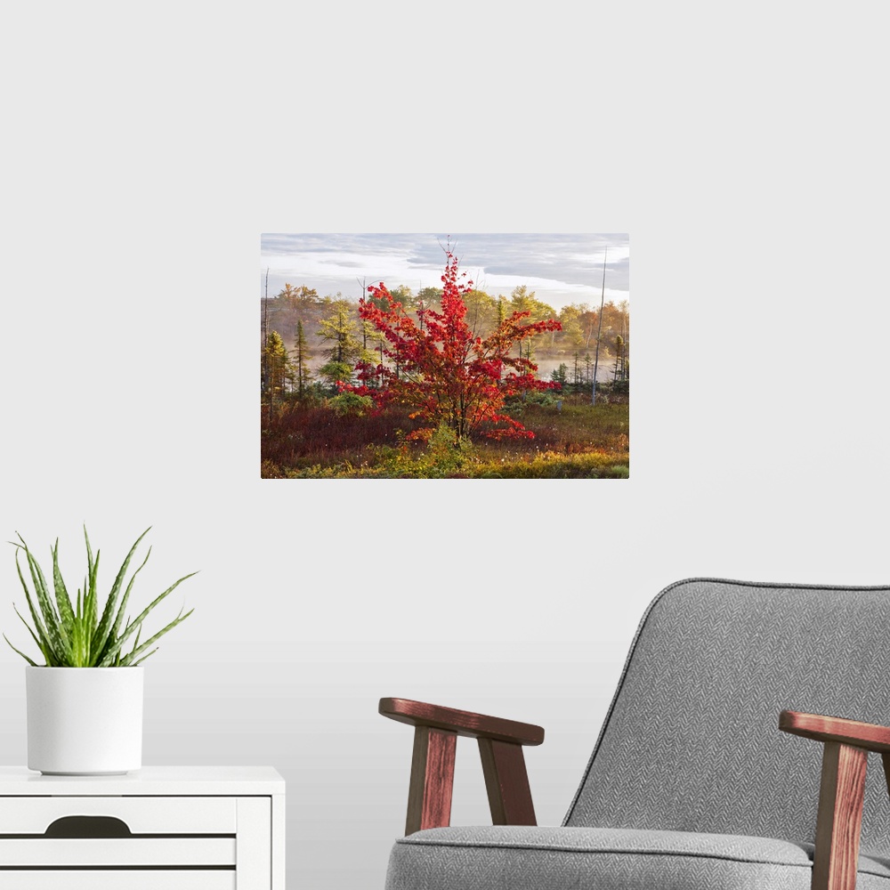 A modern room featuring Decorative wall art is a short tree covered in brilliant autumn foliage with other trees in and m...