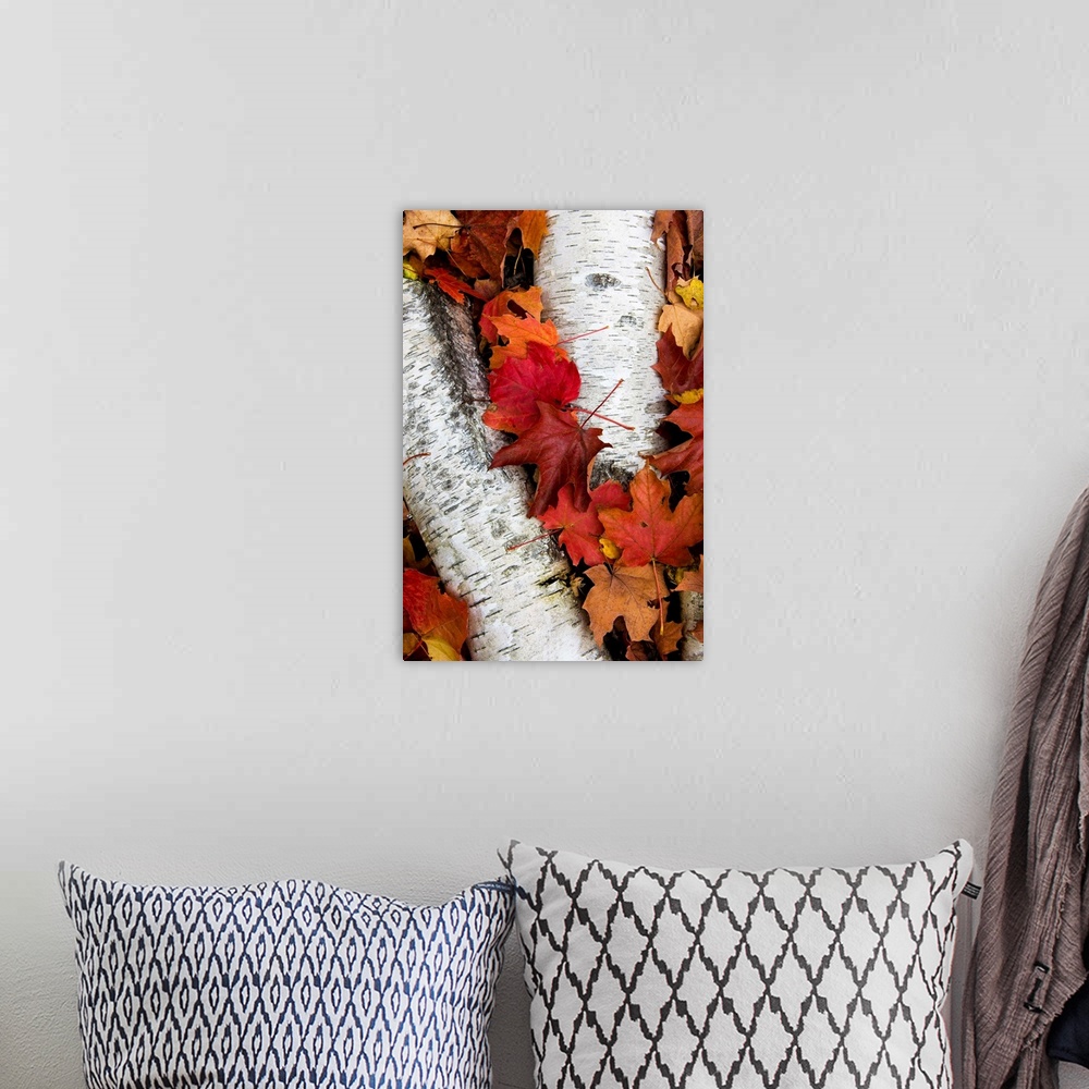 A bohemian room featuring Vertical panoramic photograph of long narrow tree bark on ground surrounded by fall leaves.