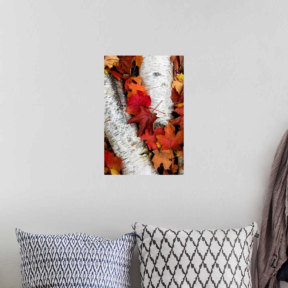 A bohemian room featuring Vertical panoramic photograph of long narrow tree bark on ground surrounded by fall leaves.