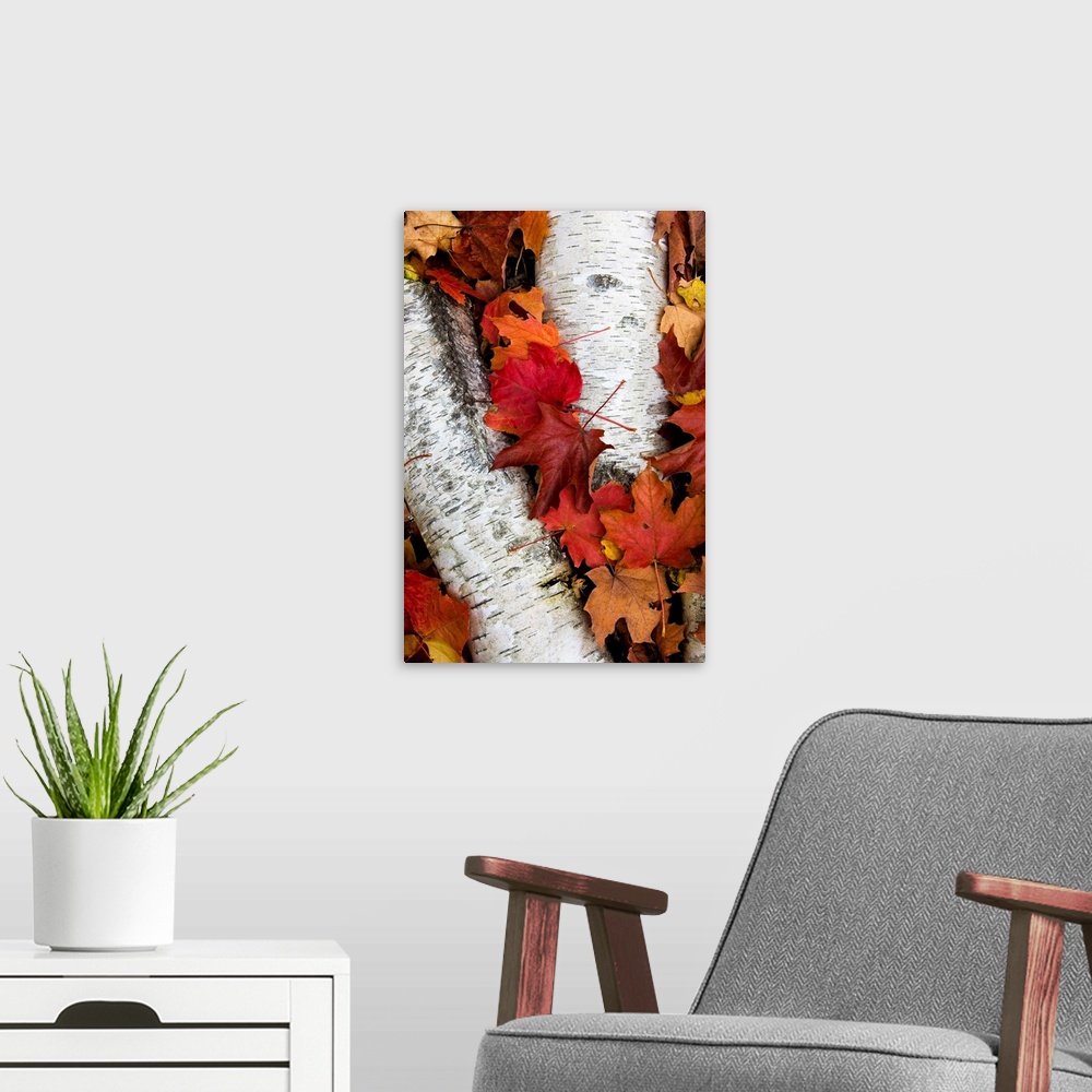 A modern room featuring Vertical panoramic photograph of long narrow tree bark on ground surrounded by fall leaves.