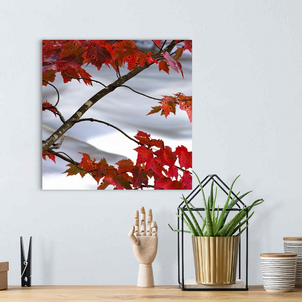 A bohemian room featuring Bright red maple leaves hanging over a rushing river.