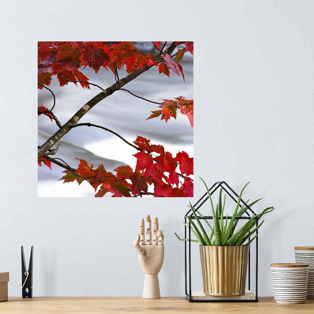 A bohemian room featuring Bright red maple leaves hanging over a rushing river.