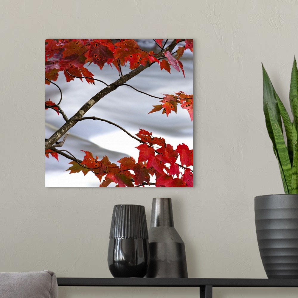 A modern room featuring Bright red maple leaves hanging over a rushing river.