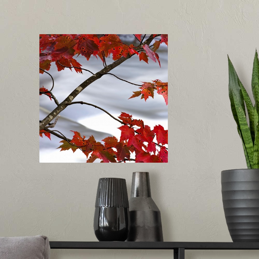 A modern room featuring Bright red maple leaves hanging over a rushing river.