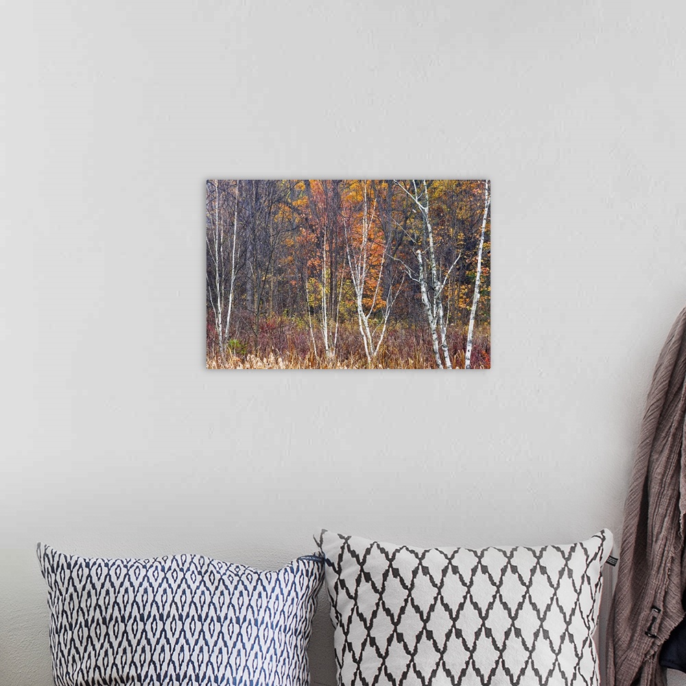 A bohemian room featuring Bare trees during the autumn are photographed in tall grass with fall colors behind them.
