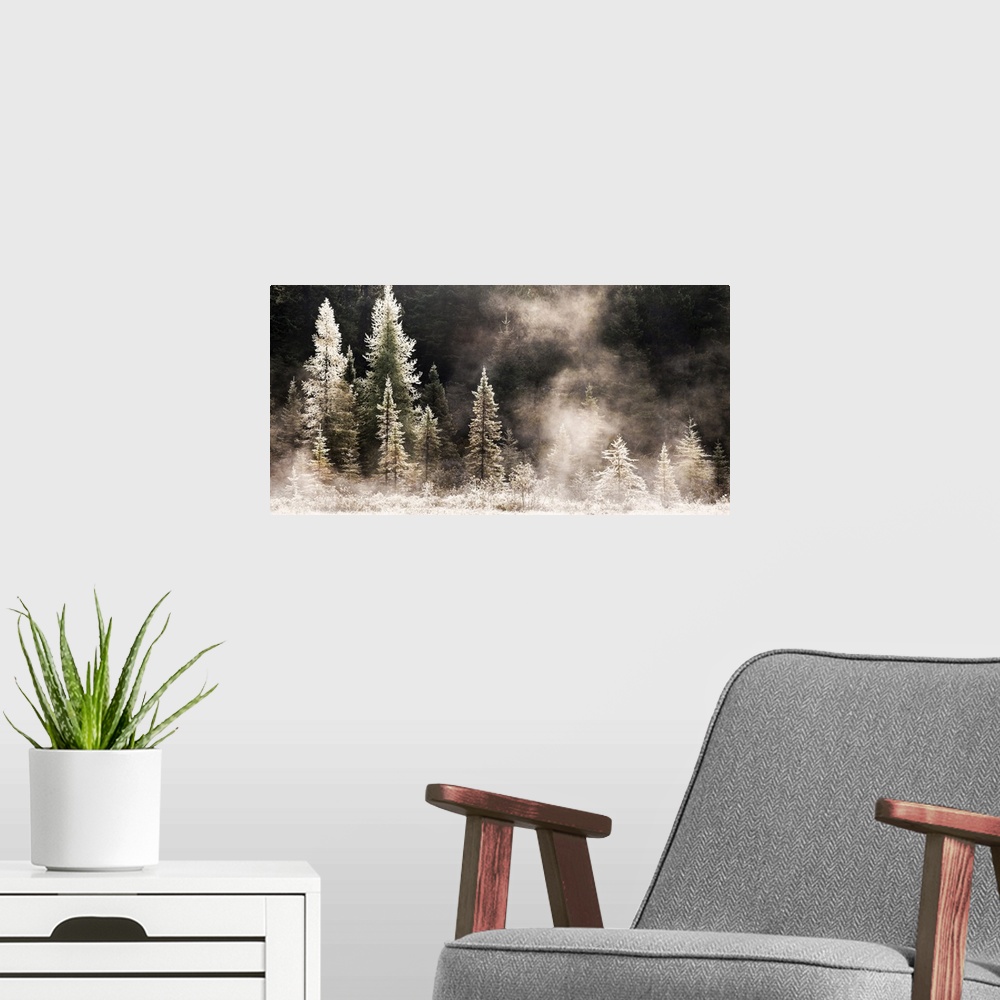 A modern room featuring Horizontal, big photograph of a line of pine trees in various sizes, frost and ice covered and gl...