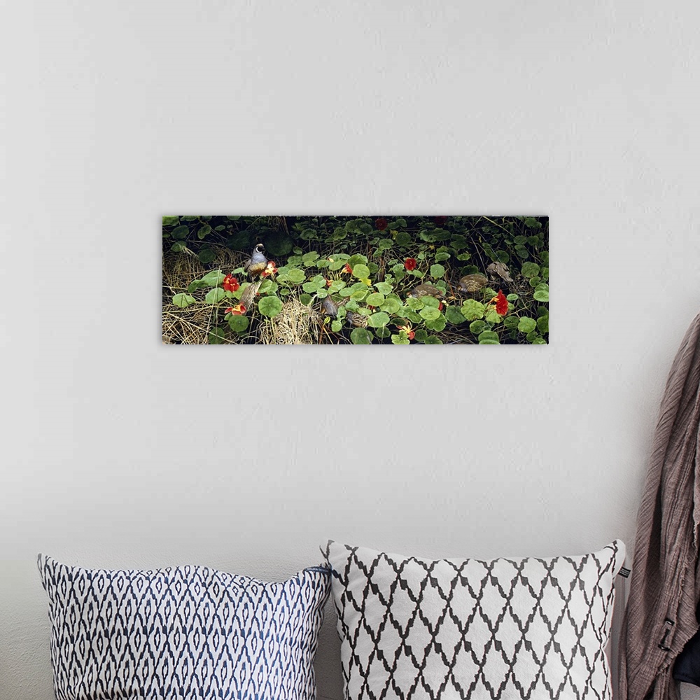 A bohemian room featuring A long horizontal image of a group of birds roaming through plants.