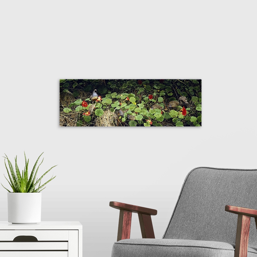 A modern room featuring A long horizontal image of a group of birds roaming through plants.