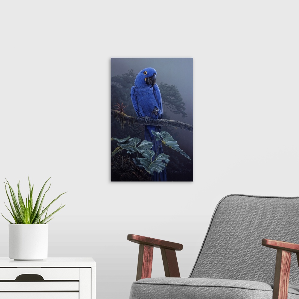 A modern room featuring Hyacinth Macaw