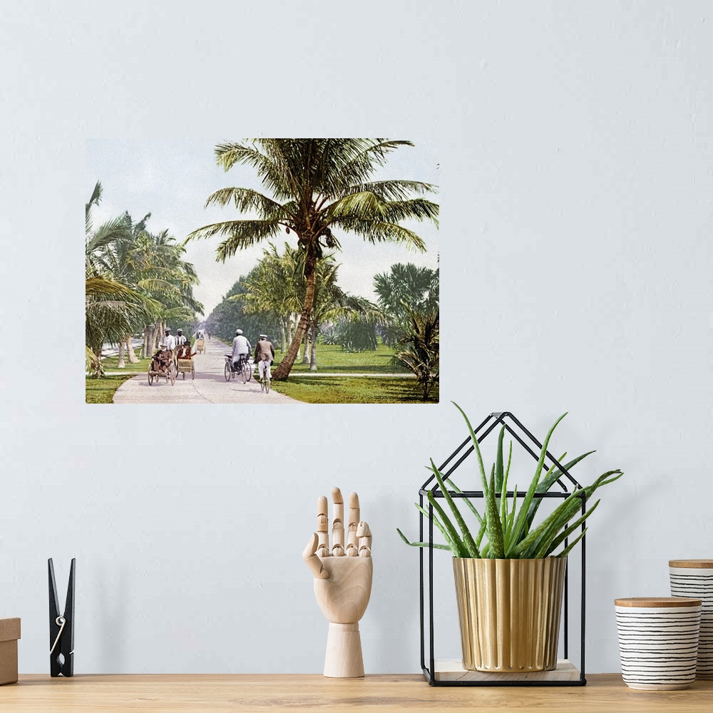 A bohemian room featuring Vintage photograph taken as people bicycle down a walking path that is lined with short palm trees.