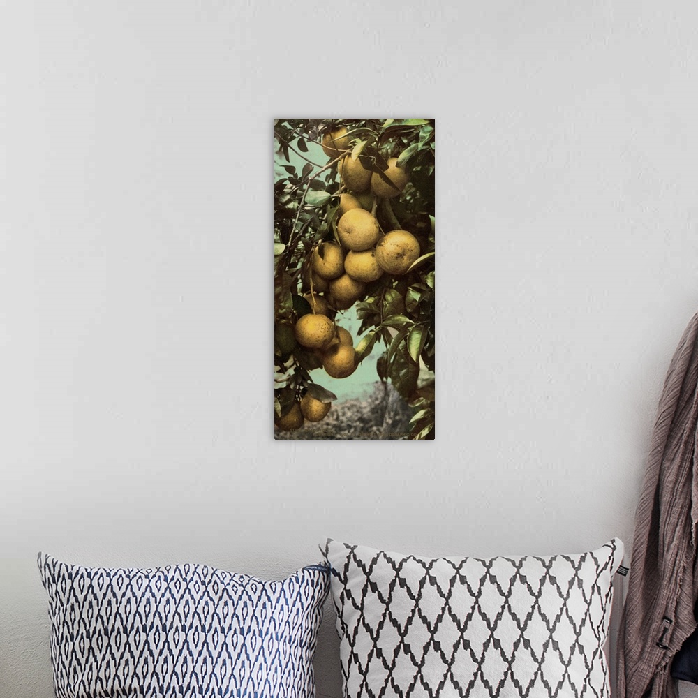 A bohemian room featuring Hand colored photograph of grapefruit.