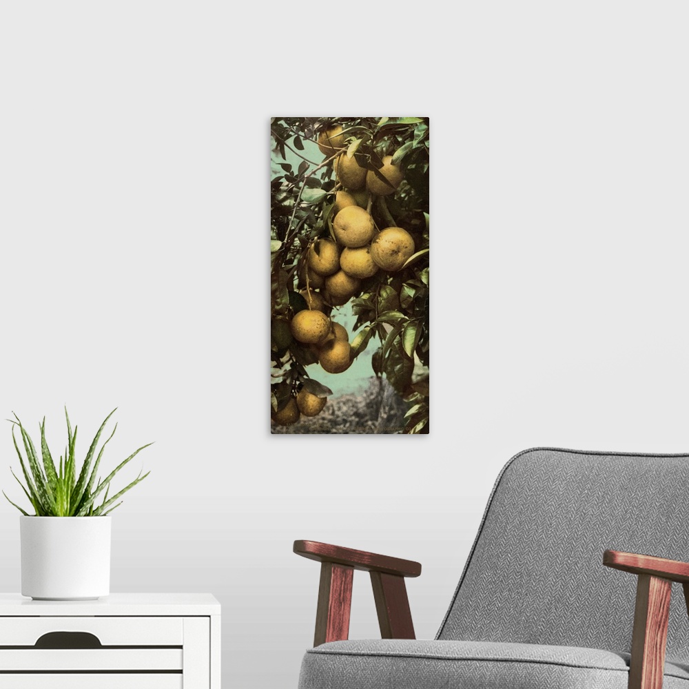 A modern room featuring Hand colored photograph of grapefruit.