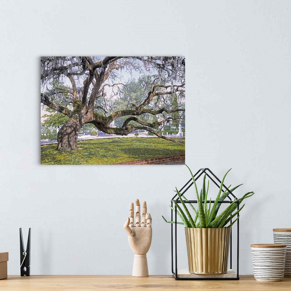 A bohemian room featuring Photograph of huge tree with several large branches that is leaning to its right side.  There are...