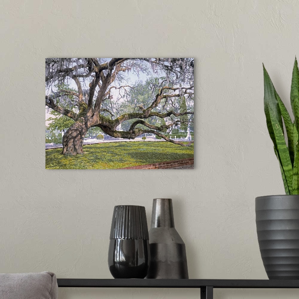 A modern room featuring Photograph of huge tree with several large branches that is leaning to its right side.  There are...