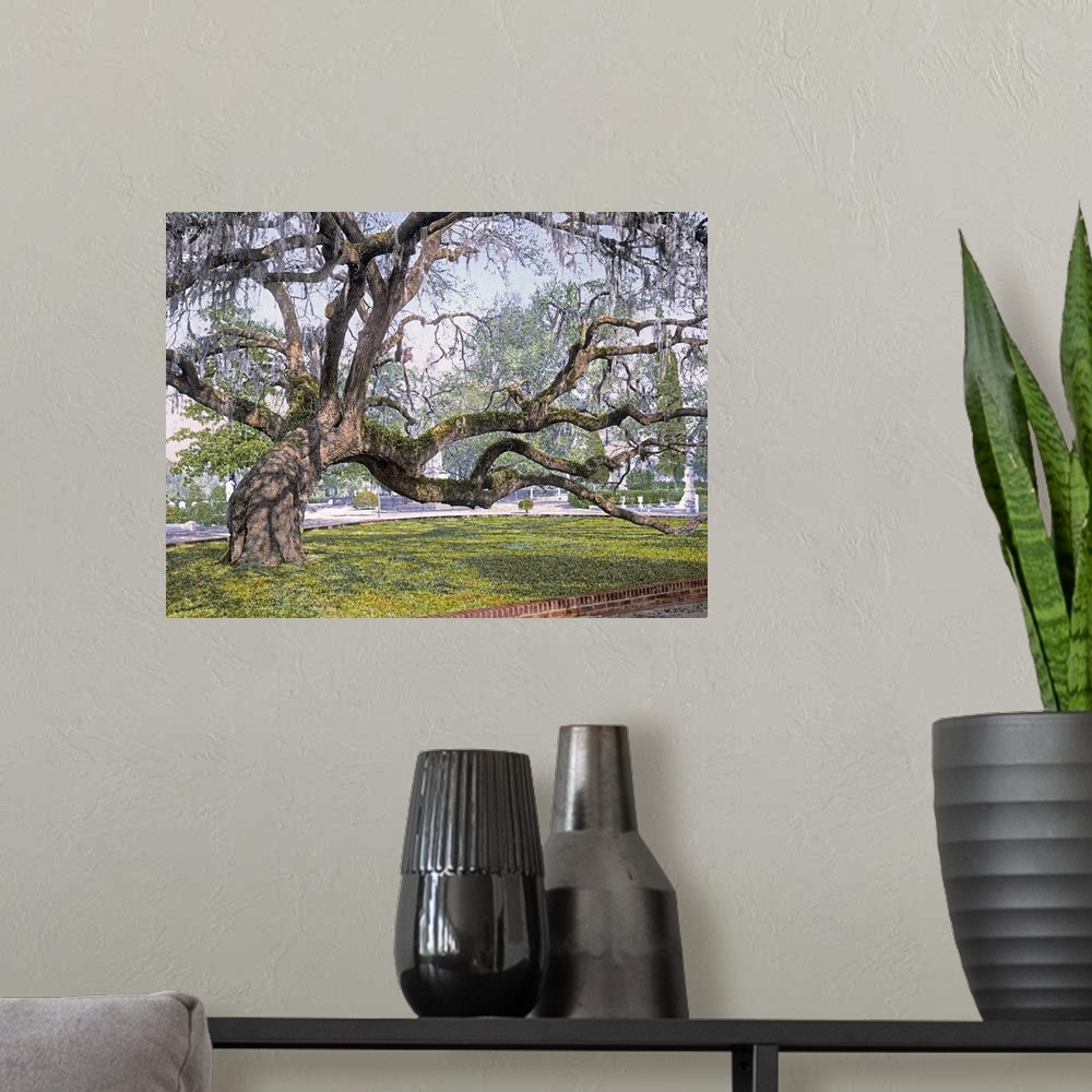 A modern room featuring Photograph of huge tree with several large branches that is leaning to its right side.  There are...