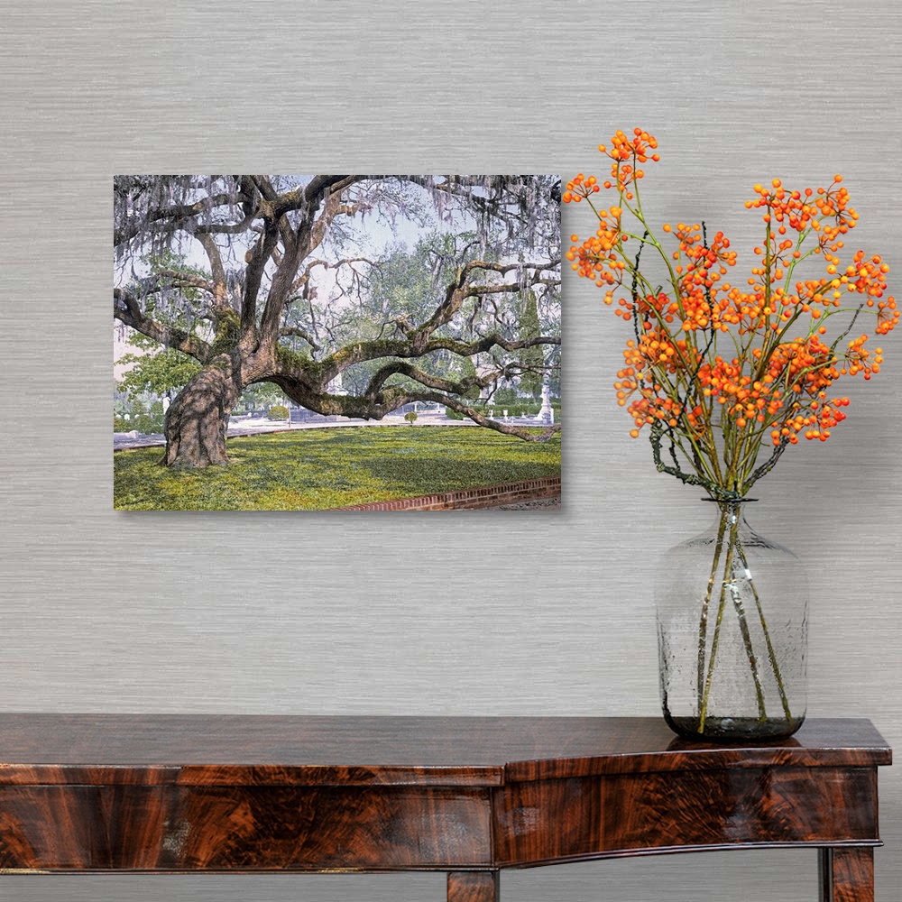 A traditional room featuring Photograph of huge tree with several large branches that is leaning to its right side.  There are...