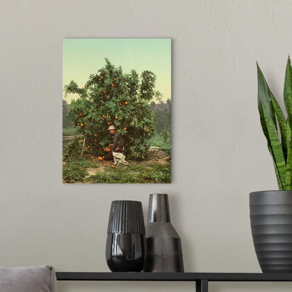 A modern room featuring Hand colored photograph of picking oranges.