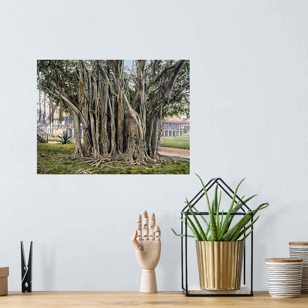 A bohemian room featuring Rubber Tree in the U.S. Barracks Key West Florida Vintage Photograph