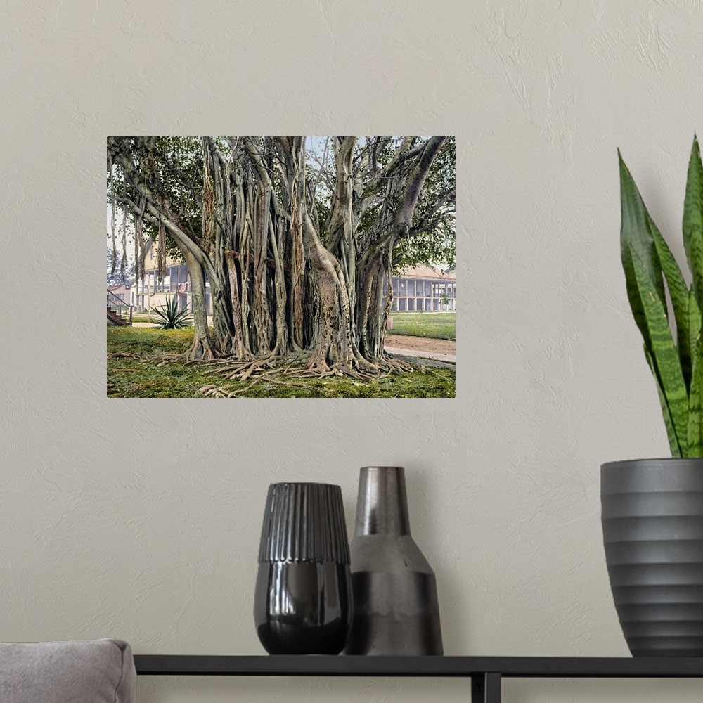 A modern room featuring Rubber Tree in the U.S. Barracks Key West Florida Vintage Photograph