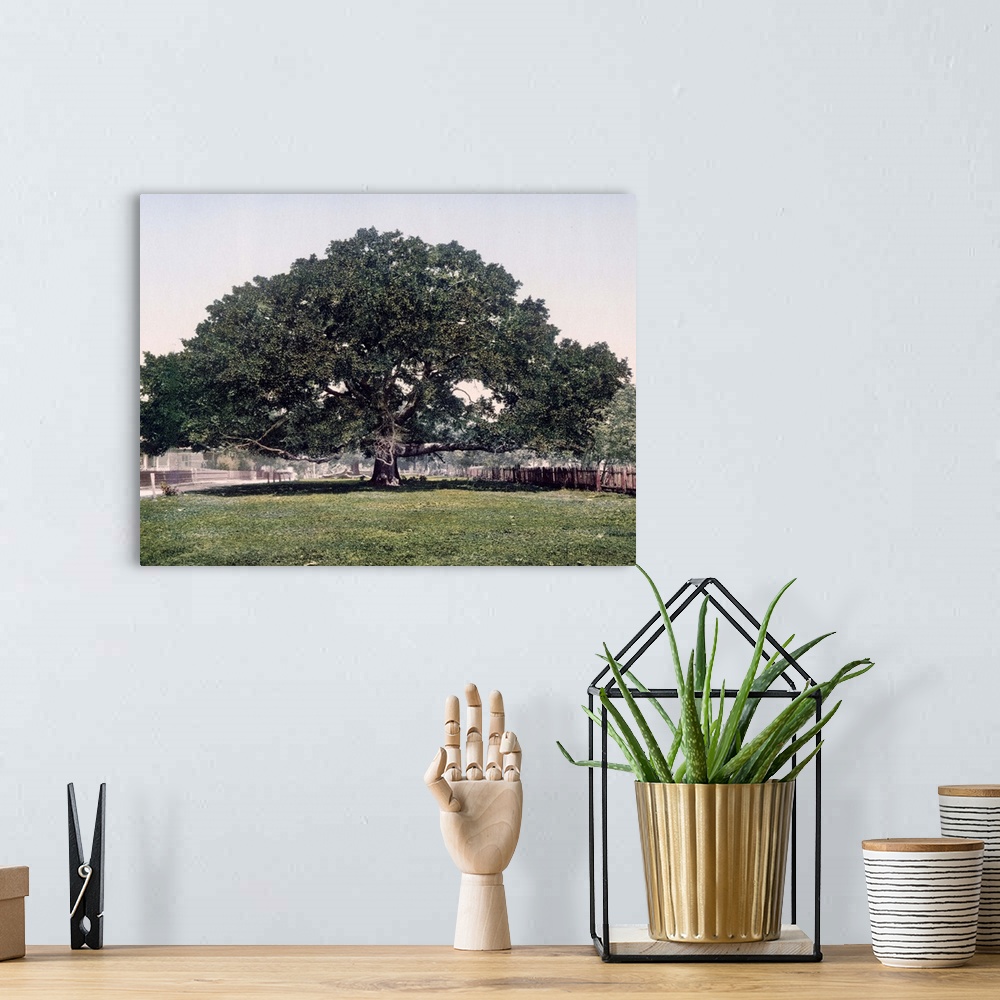 A bohemian room featuring The Mammoth Oak Pass Christian Mississippi Vintage Photograph