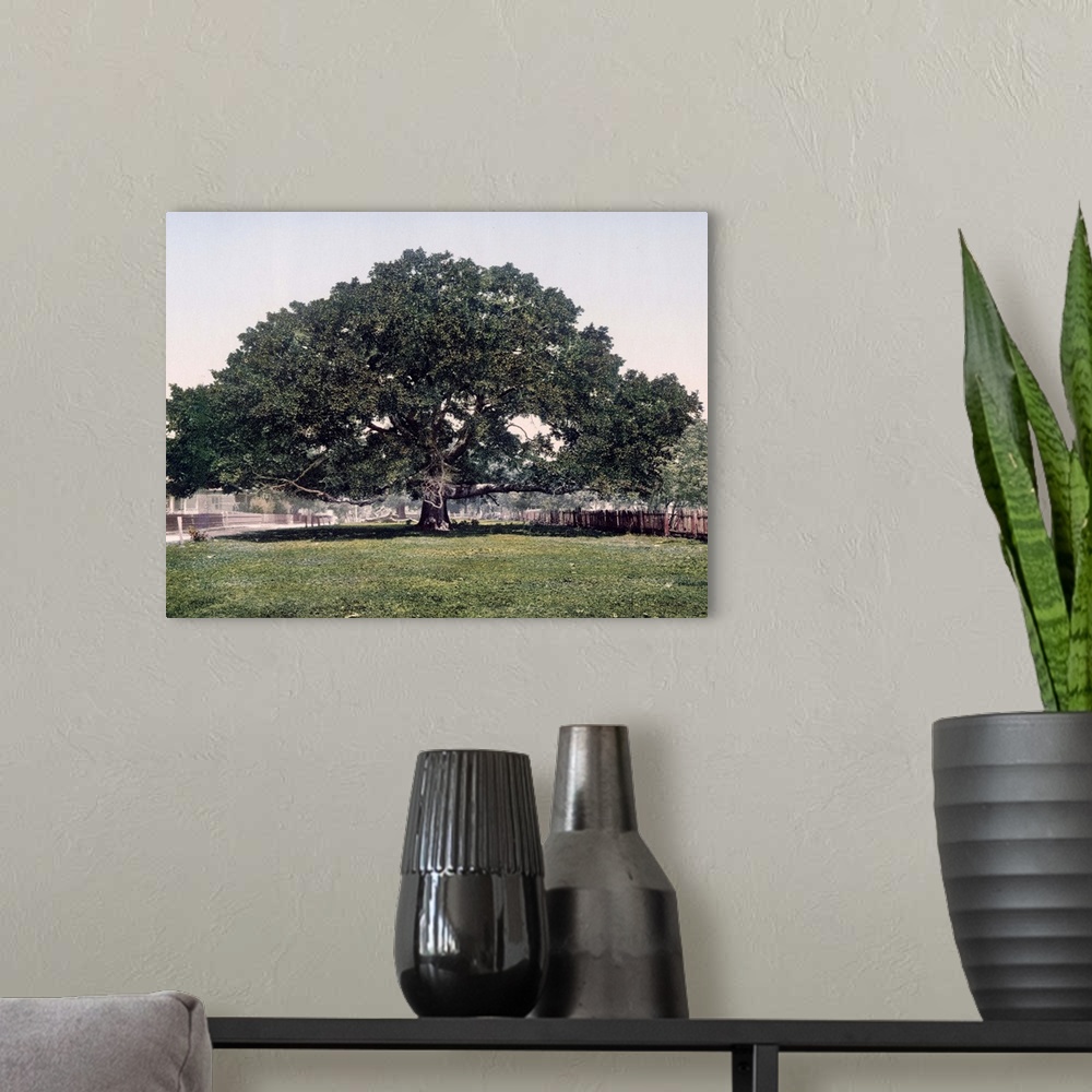 A modern room featuring The Mammoth Oak Pass Christian Mississippi Vintage Photograph