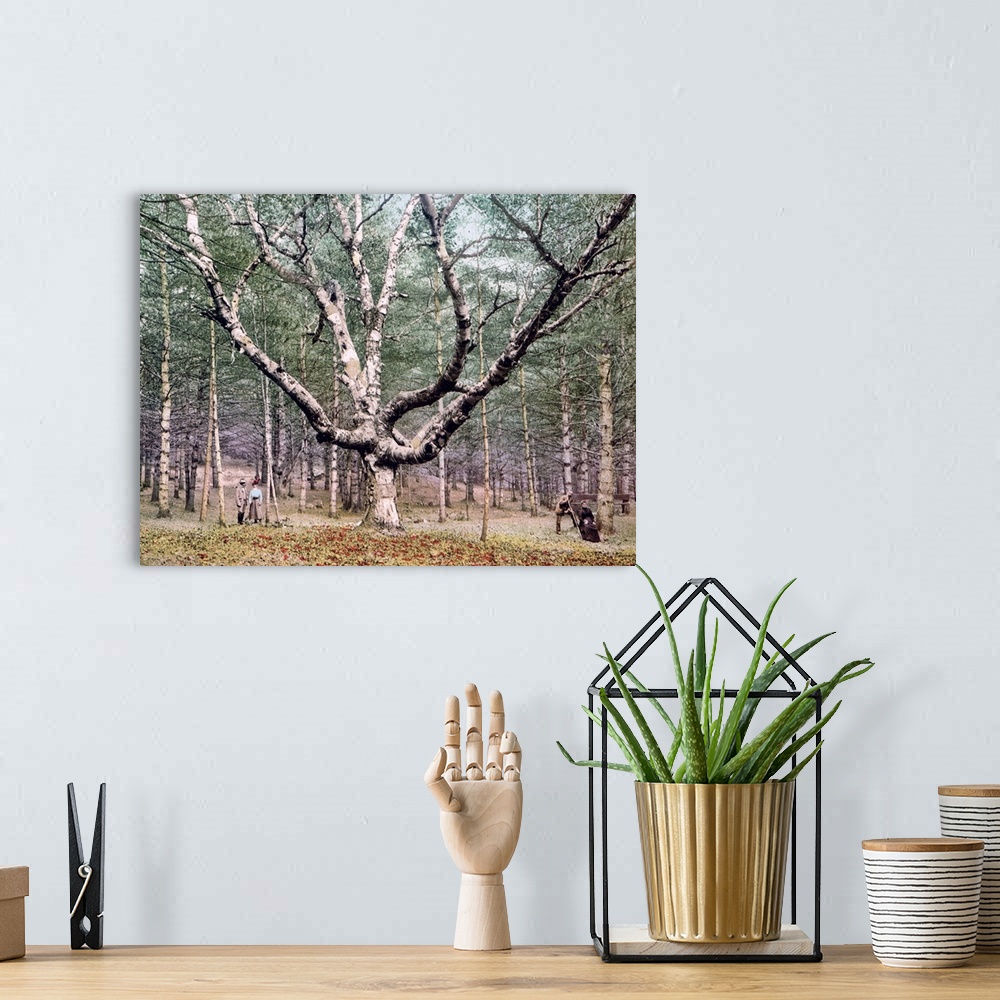 A bohemian room featuring The Wizard Tree Cathedral Woods Intervale New Hampshire Vintage Photograph