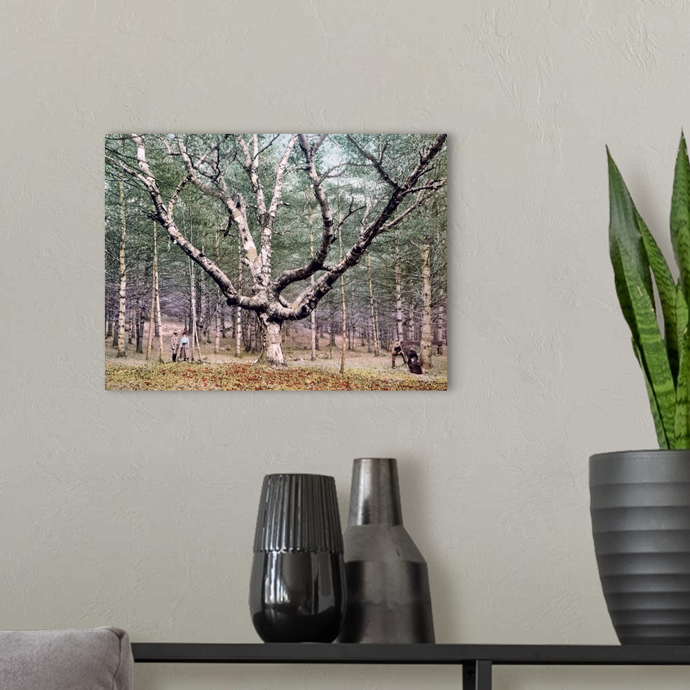 A modern room featuring The Wizard Tree Cathedral Woods Intervale New Hampshire Vintage Photograph