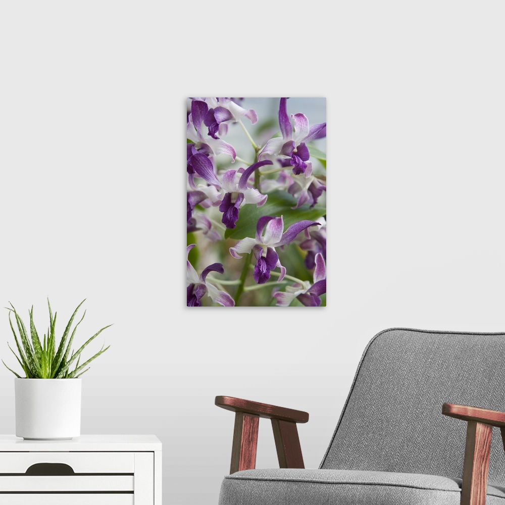 A modern room featuring Array of Orchids