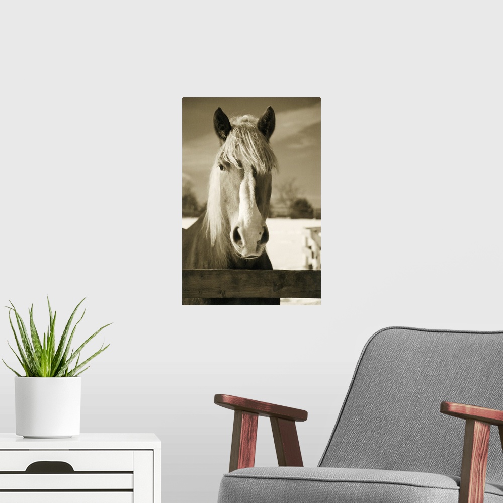 A modern room featuring Sepia toned photograph of a horse behind a fence.