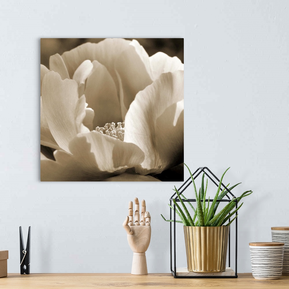 A bohemian room featuring Close-up sepia toned photograph of a peony.