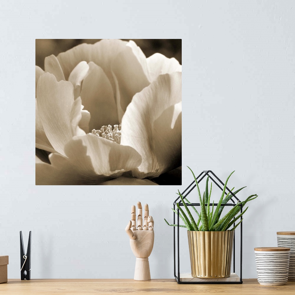 A bohemian room featuring Close-up sepia toned photograph of a peony.