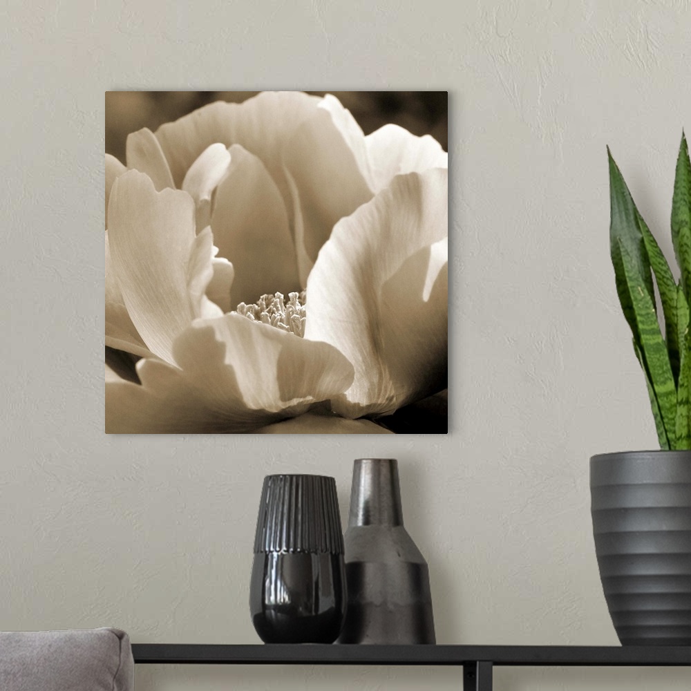A modern room featuring Close-up sepia toned photograph of a peony.